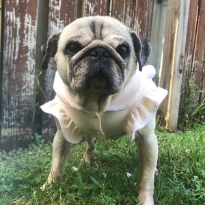 May include: A light brown pug wearing a white ruffled dress, standing in a grassy area with a wooden fence in the background.