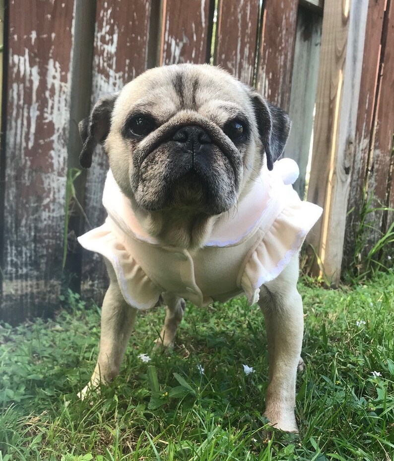 May include: A light brown pug wearing a white ruffled dress, standing in a grassy area with a wooden fence in the background.