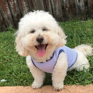 May include: A white dog with curly fur wearing a blue and white striped shirt is sitting in the grass with its mouth open and tongue sticking out.