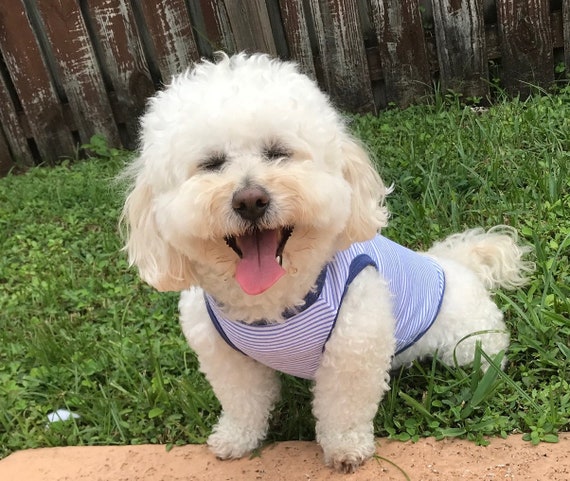 Striped Cotton Dog Shirt: Teal, Grey, Blue - Free Personalization