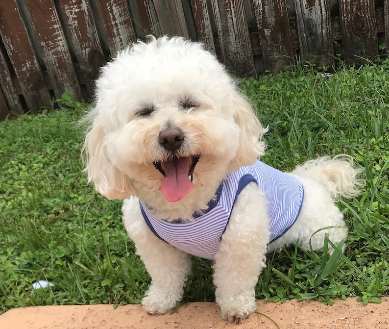 May include: A white dog with curly fur wearing a blue and white striped shirt is sitting in the grass with its mouth open and tongue sticking out.