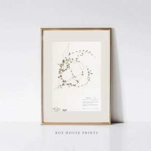 May include: A framed botanical print of a dried vine with small green leaves. The print is in a gold frame and has a white mat. The print is labeled "Moneywort" with a description of the plant.