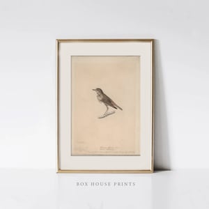 Download Only VINTAGE Art Print | Neutral Muted | Botanical Art | 9x12 | zoology | Box House Prints