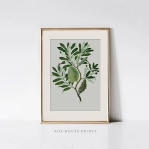 May include: A framed botanical print of a green plant with leaves and fruit. The print is on a light gray background and has a gold frame. The text "BOX HOUSE PRINTS" is below the frame.