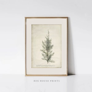 VINTAGE Art Print | Antique Neutral Muted | Download Only Botanical Art | 9x12 | Sprig of Juniper Elizabeth Blackwell | Box House Prints