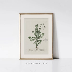 VINTAGE Plants Art Print |Download Only  Antique Neutral Muted | Botanical Art | 9x12 | Elizabeth Blackwell | Box House Prints