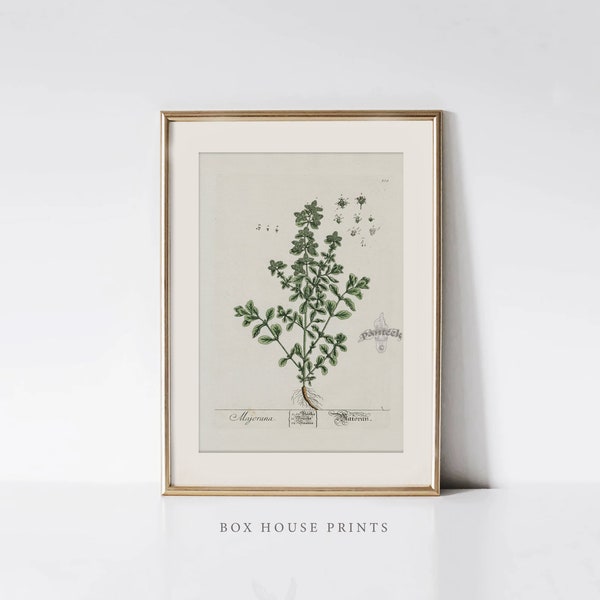 VINTAGE Plants Art Print |Download Only  Antique Neutral Muted | Botanical Art | 9x12 | Elizabeth Blackwell | Box House Prints