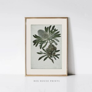 May include: A framed botanical illustration of a Banksia flower with green leaves and a light brown seed pod. The print is on a light blue background and has a gold frame.