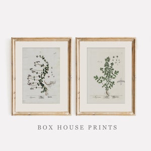 HERB SET VINTAGE Art Prints | Download Only  Neutral Muted | Botanical Art | 9x12 | Sprig of Roses Blackwell Set of Two | Box House Prints