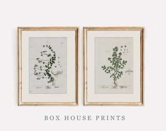 HERB SET VINTAGE Art Prints | Download Only  Neutral Muted | Botanical Art | 9x12 | Sprig of Roses Blackwell Set of Two | Box House Prints