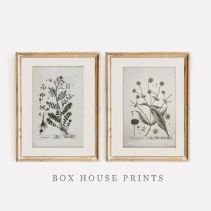 Download Only VINTAGE Art Print SET | Neutral Muted | Botanical Art | 9x12 | Sprig of Roses Blackburn Set of Two | Box House Prints