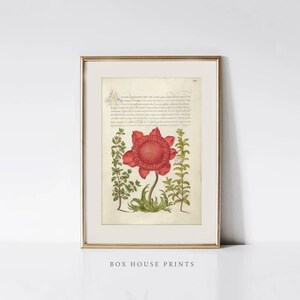 Red Flower Art Prints | Neutral Muted | Botanical Art | DOWNLOAD ONLY | Box House Prints