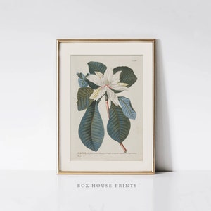 VINTAGE Botanical Art Print | Download Only Antique Neutral Muted | Botanical Art | 9x12 | Magnolia Print | Box House Prints