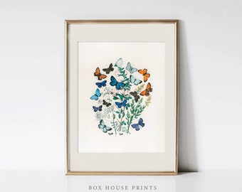 Bundle of Butterflies Print VINTAGE Art Print OIL Painting | Download Only High Resolution | Science | Painting Box House Prints