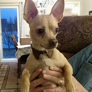 Fancy Leather Dog Collar