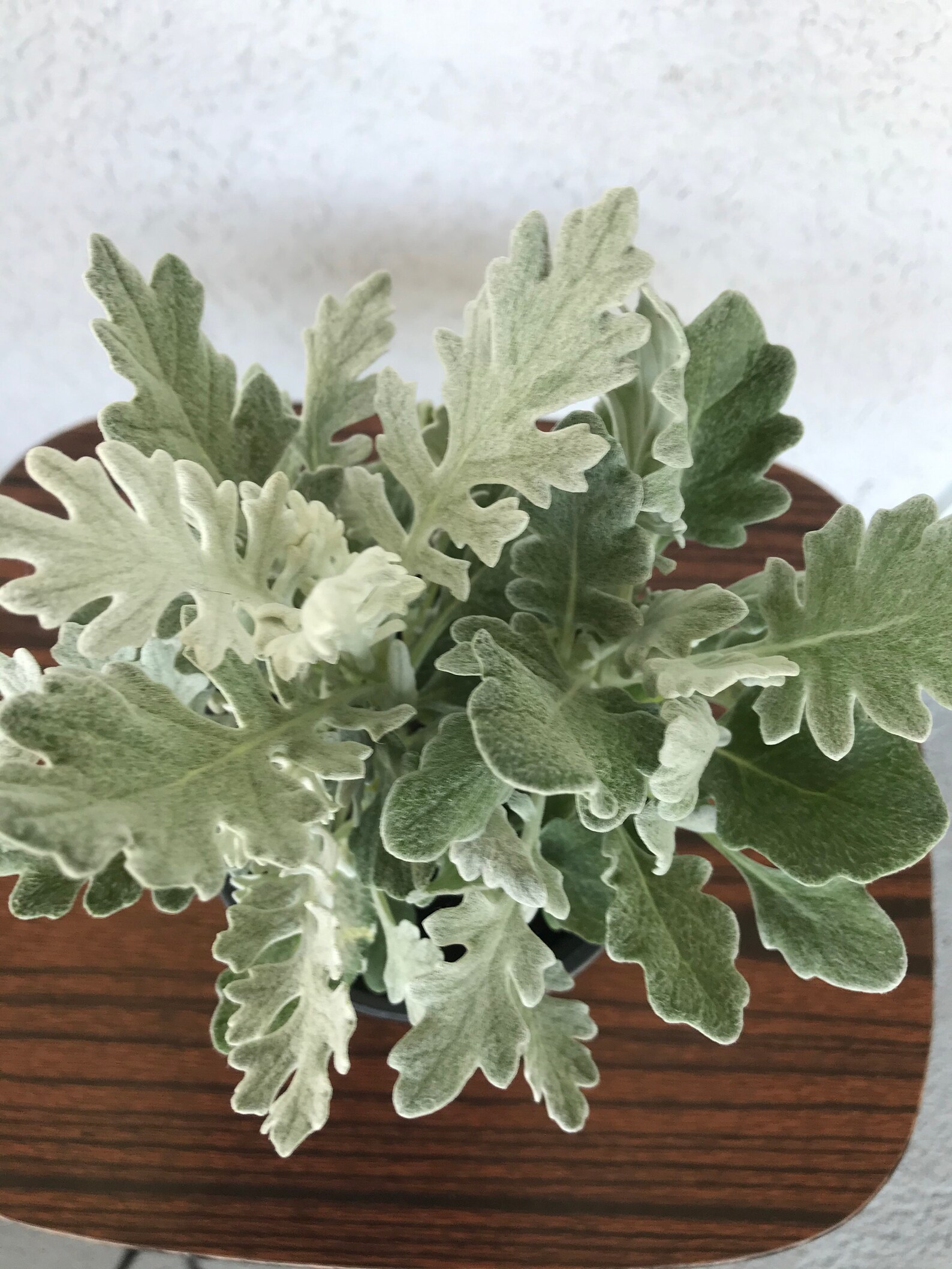 Dusty Miller Live Plant Etsy