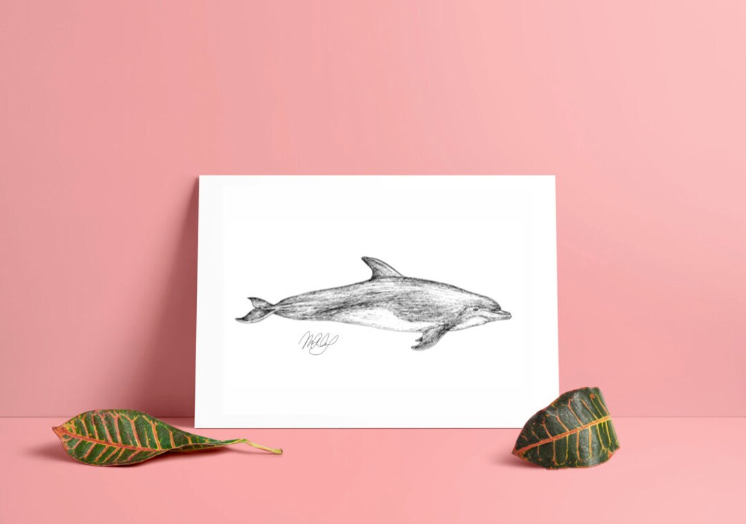 Bottlenose Dolphin Art Print Black and White Ink Original - Etsy