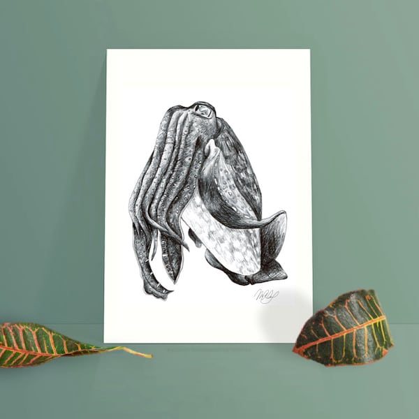 Australian Cuttlefish drawing - squid artwork - sea animal ocean - black and white art print