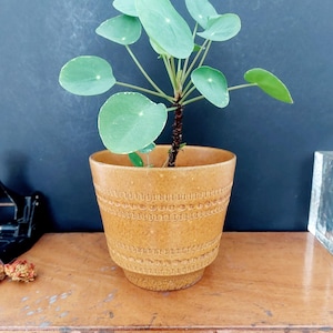 Peut inclure: Une plante Pilea peperomioides aux feuilles rondes et vertes avec une tige fine brun foncé, plantée dans un pot en céramique jaune moutarde. Le pot présente un motif texturé à bandes horizontales au milieu et une base effilée.