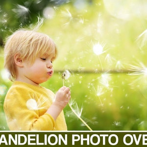 Flower photoshop overlays, dandelion seeds, Dandelion overlay, Dandelion png, Dandelion flowers overlays, Flower backdrop, blowing flowers