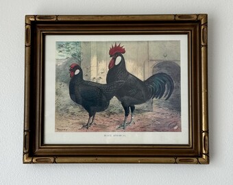 Antique J.W. Ludlow "Black Minorcas" Framed Poultry Lithograph