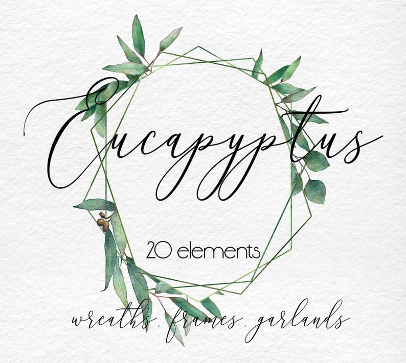 Eucalyptus Png Eucalyptus Watercolor Watercolor Eucalyptus Eucalyptus Leaves Eucalyptus Wreath Eucalyptus Border Eucalyptus Tree Eucalyptus Greenery Koala Eating Eucalyptus Leaves Cleanpng Kisspng