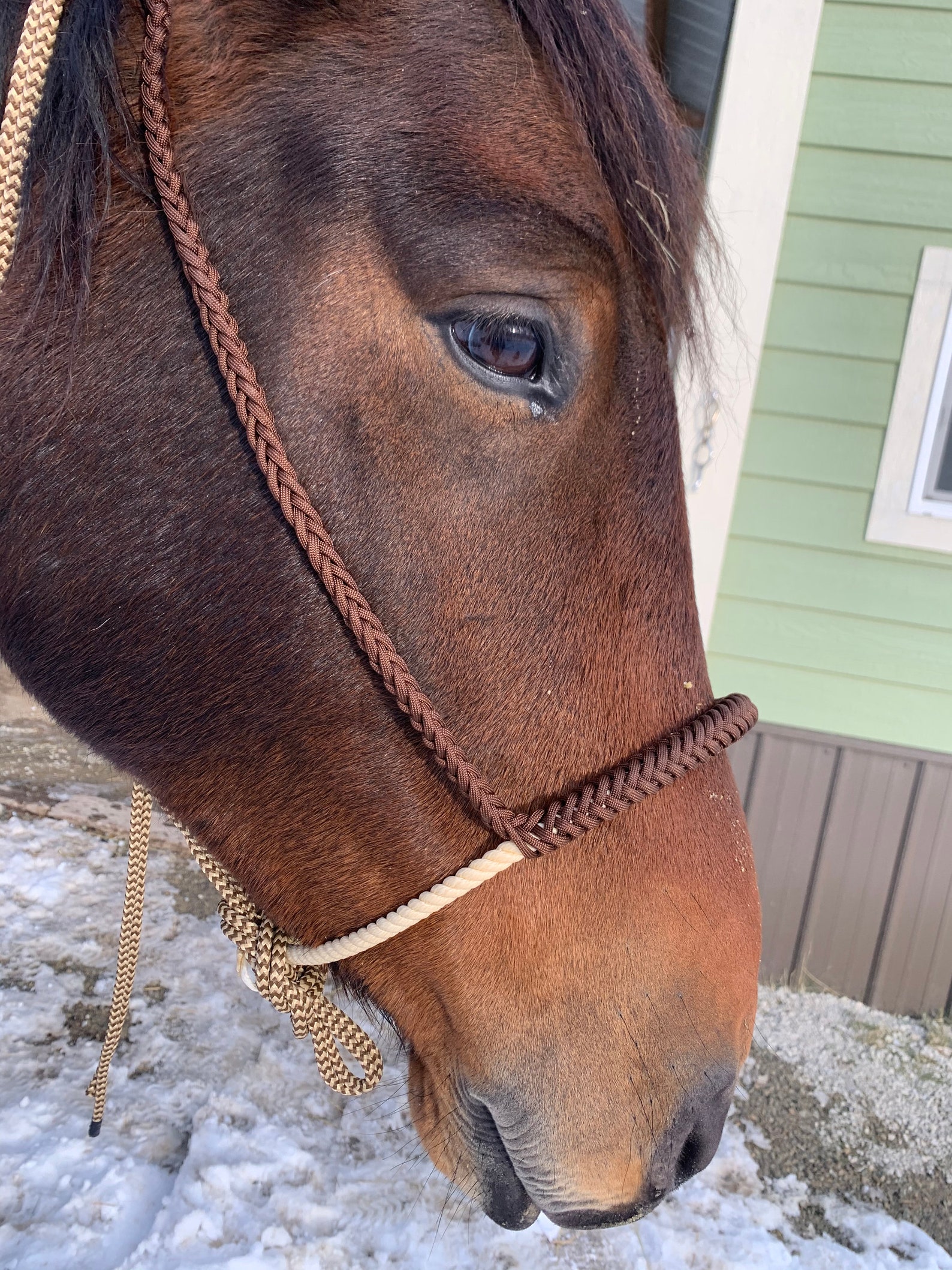 Lariat Bosal With Fiador Rope Hackamore Loping Hackamore Etsy