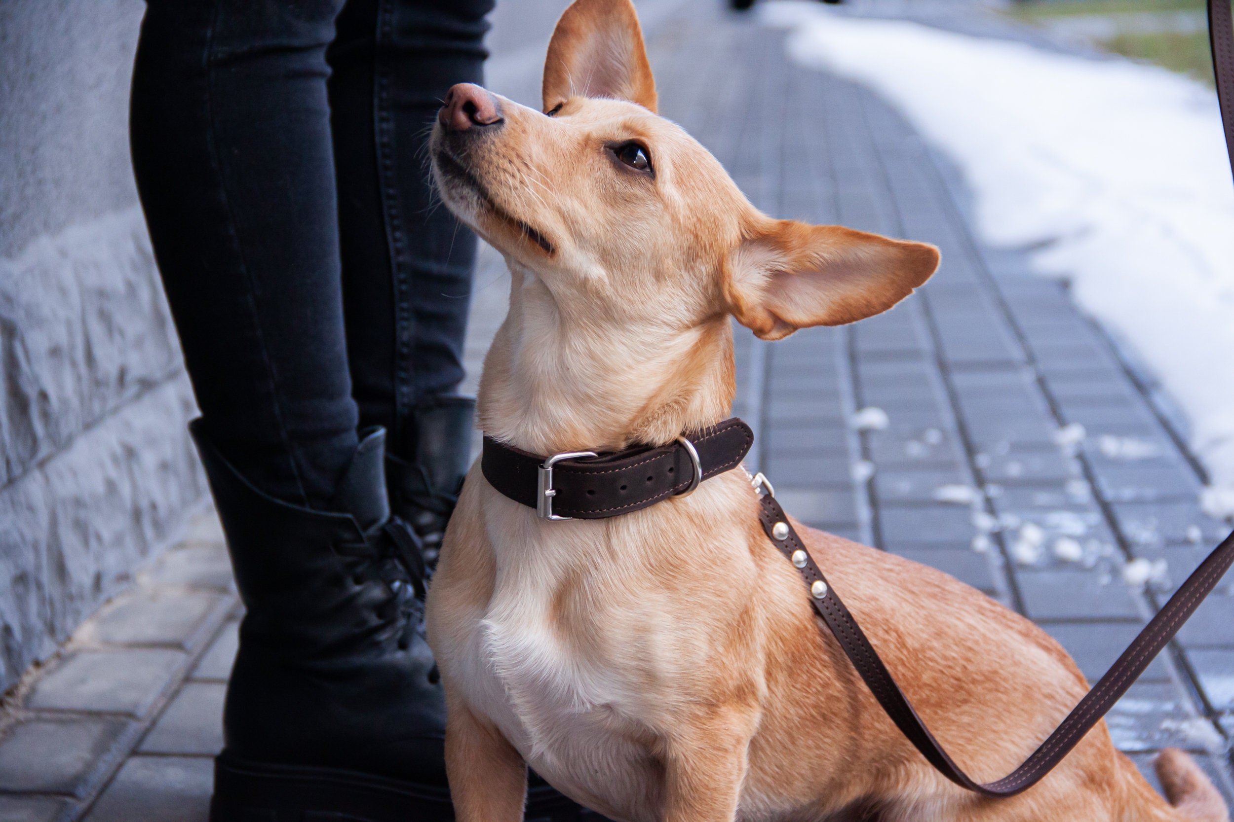 Luxury Designer Brown Monogram Dog Collar In XS, S, M, L, XL (Optional Leash)
