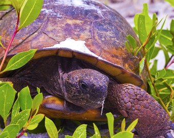 Gopher Tortoise at the Beach - Egmont Key National Wildlife Refuge - Florida, USA - Landscape Fine Art Print - Coastal, Ocean, Wildlife