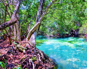 Turquoise Streams in the Forrest - Weeki Wachee River - Florida, USA - Landscape Fine Art Print - River, Stream, Green Blue Water, Trees