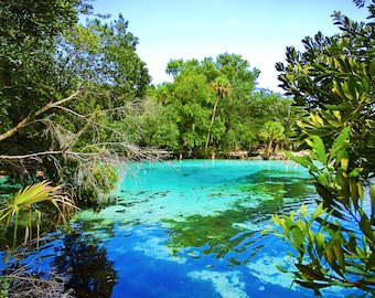 Silver Glen Spring - Ocala National Park - Florida, USA - Landscape Fine Art Print - Springs Waters, Blue Green Water, Turquoise Water