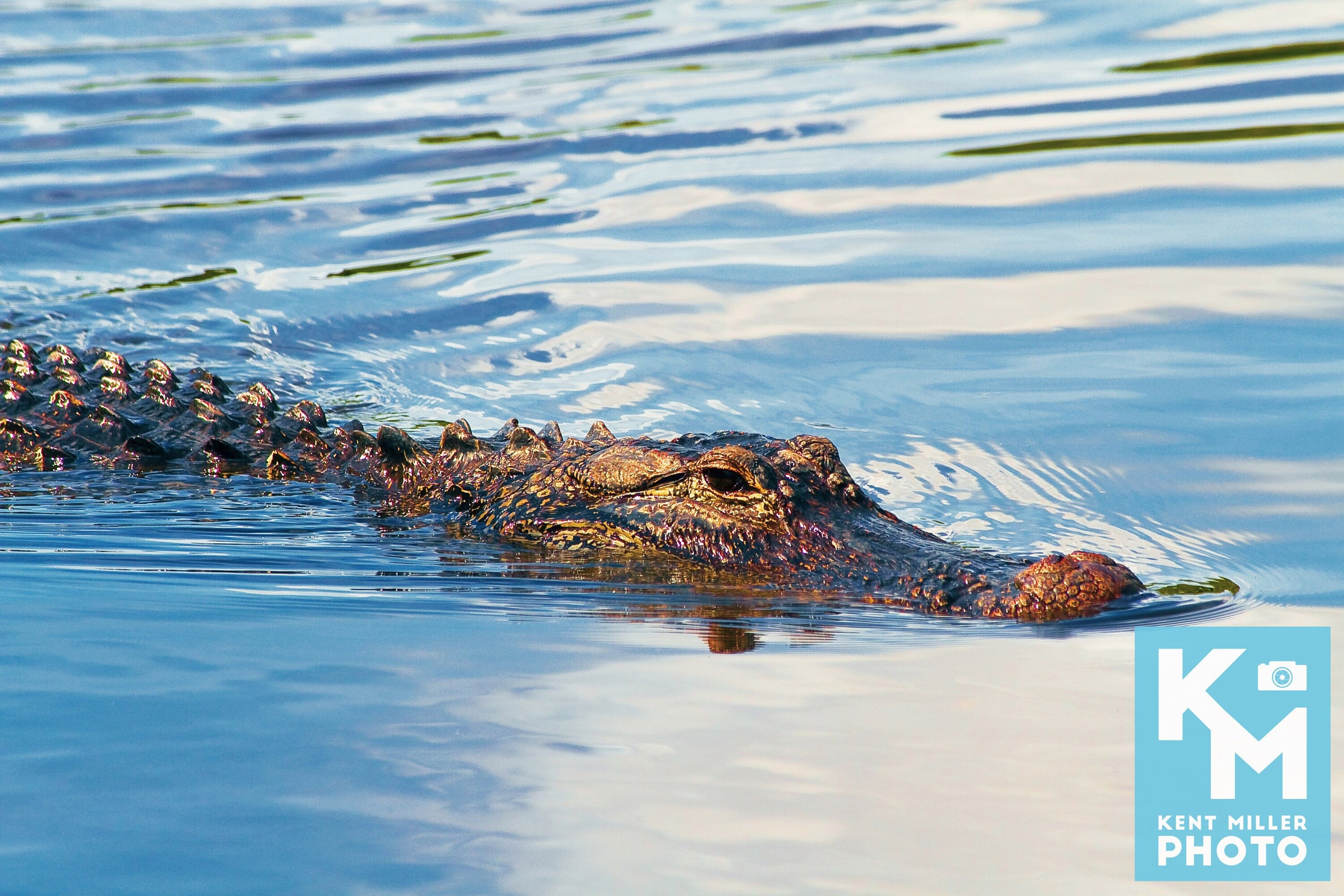 Alligator Gliding on the Water Everglades National Park Florida, USA