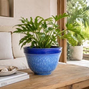 May include: A vibrant green philodendron plant with deeply lobed leaves potted in a round ceramic planter. The planter features a glossy dark blue rim that transitions into a textured, mottled light blue and white glaze on the lower body.