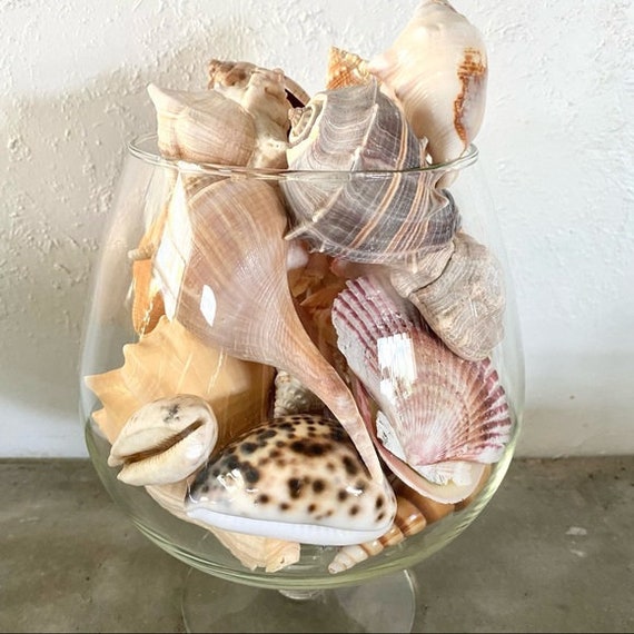 Lot of Assorted Types/colors Seashells Nautical/coastal Decor 