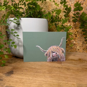 Hochlandkuh Postkarte