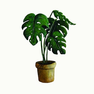 Impresión de plantas postales - Planta Monstera