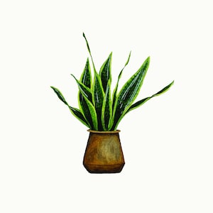 Impresión De Planta Postal - Planta Serpiente
