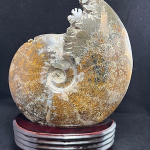Ammonite Fossil with Stand/2.15 lb Whole Polished Ammonite/Fossil/Genuine Fossil/E2993