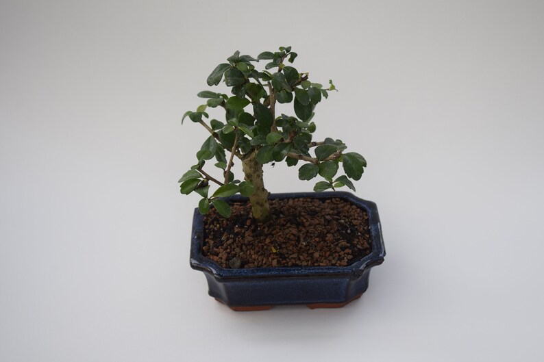 Carmona Bonsai Tree No Leaves - Gardenia Bonsai Tree Meaning Carmona Bonsai Tree No Leaves - Gardenia Bonsai Tree Meaning