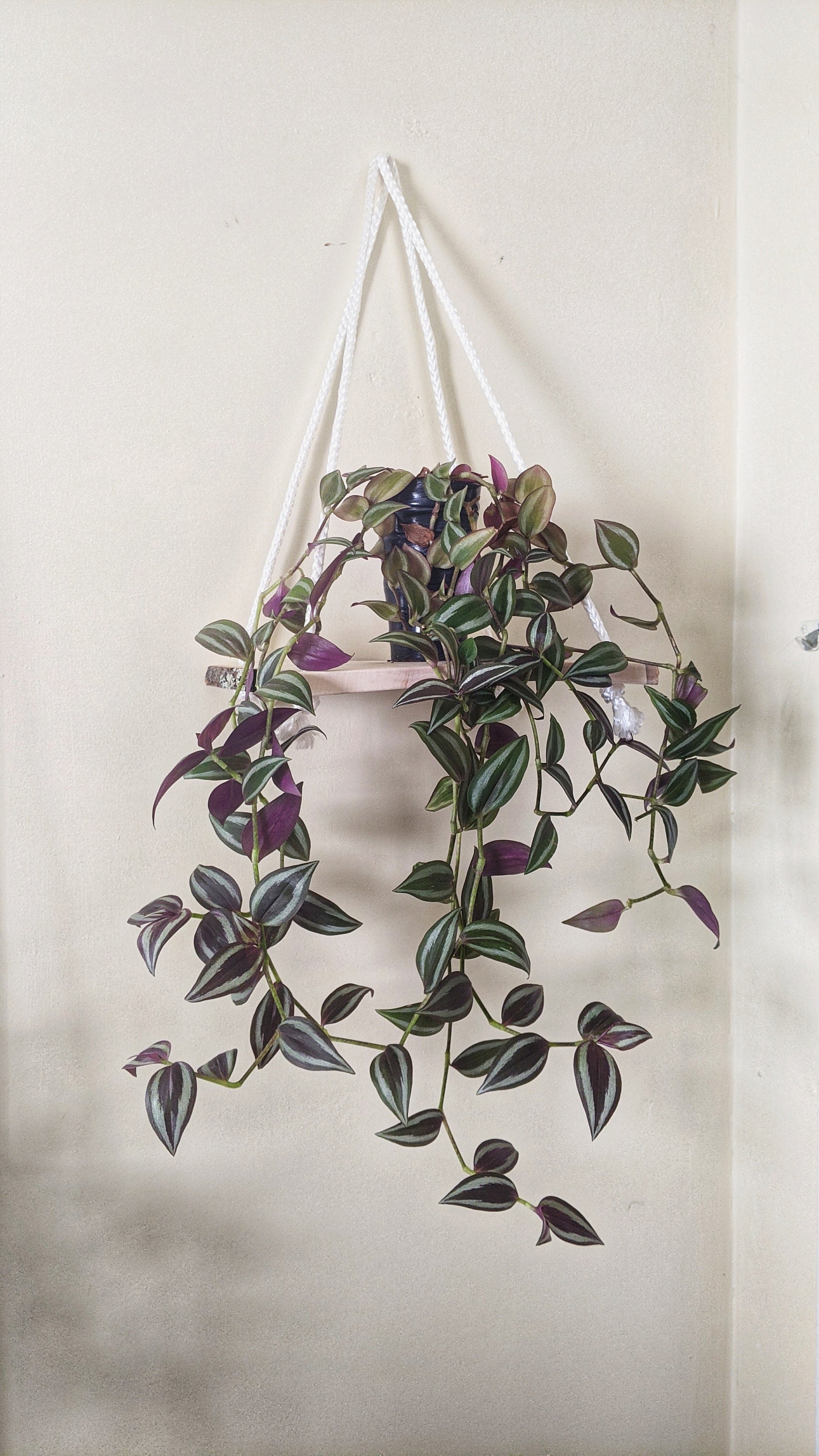 Estante colgante de madera / estante de la planta / estantes | Etsy