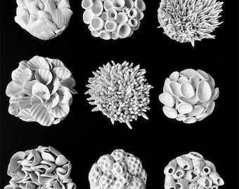 Handsculpted Clay Coral Reef Wall Sculpture – 4 Inch
