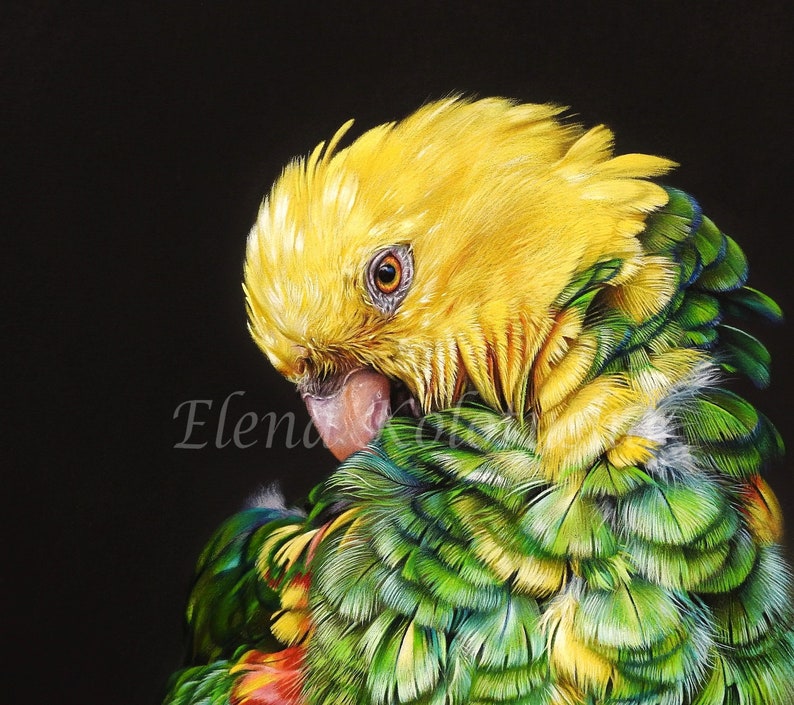Yellow Headed Amazon Art Print Photo Paper Poster Parrot Wall Art Bird