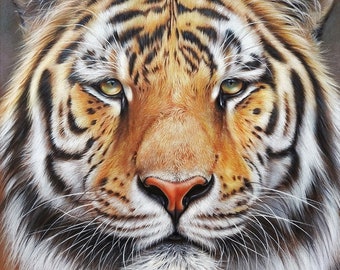Amur Tiger Art Print Poster, Close-up Wildlife Drawing Reproduction, Big Cat Lover Gift
