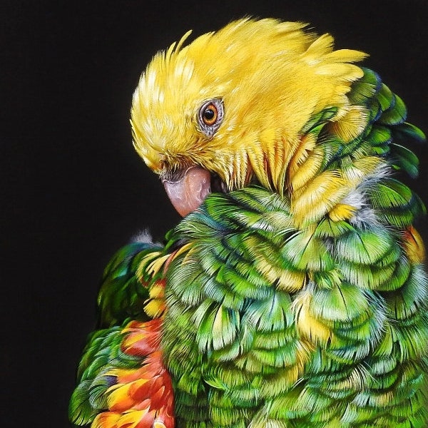 Yellow Headed Amazon Art Print Photo Paper Poster Parrot Wall Art Bird Lover Gift