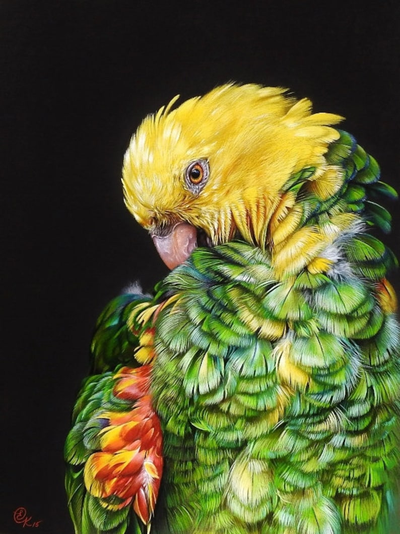 Yellow Headed Amazon Art Print Photo Paper Poster Parrot Wall Art Bird