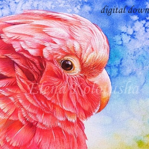 Galah Cockatoo Digital File for Art Print Australian Parrot Portrait Watercolor Bird Wall Art Instant Download A3