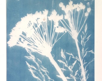 Queen Anne's Lace
