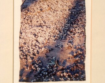 Shells on the Beach