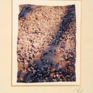 Shells on the Beach