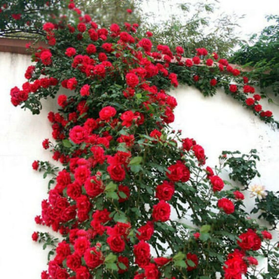 Rare 100pcs Climbing Rose Rosa Multiflora Perennial Fragrant - Etsy